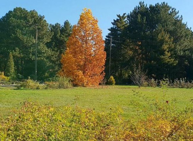 Dnipropetrovsk National University Botanic Garden, Ukraine